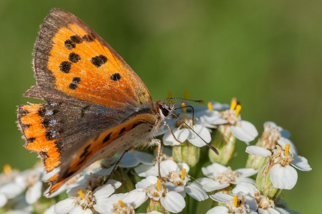 Lycaena alciphron?